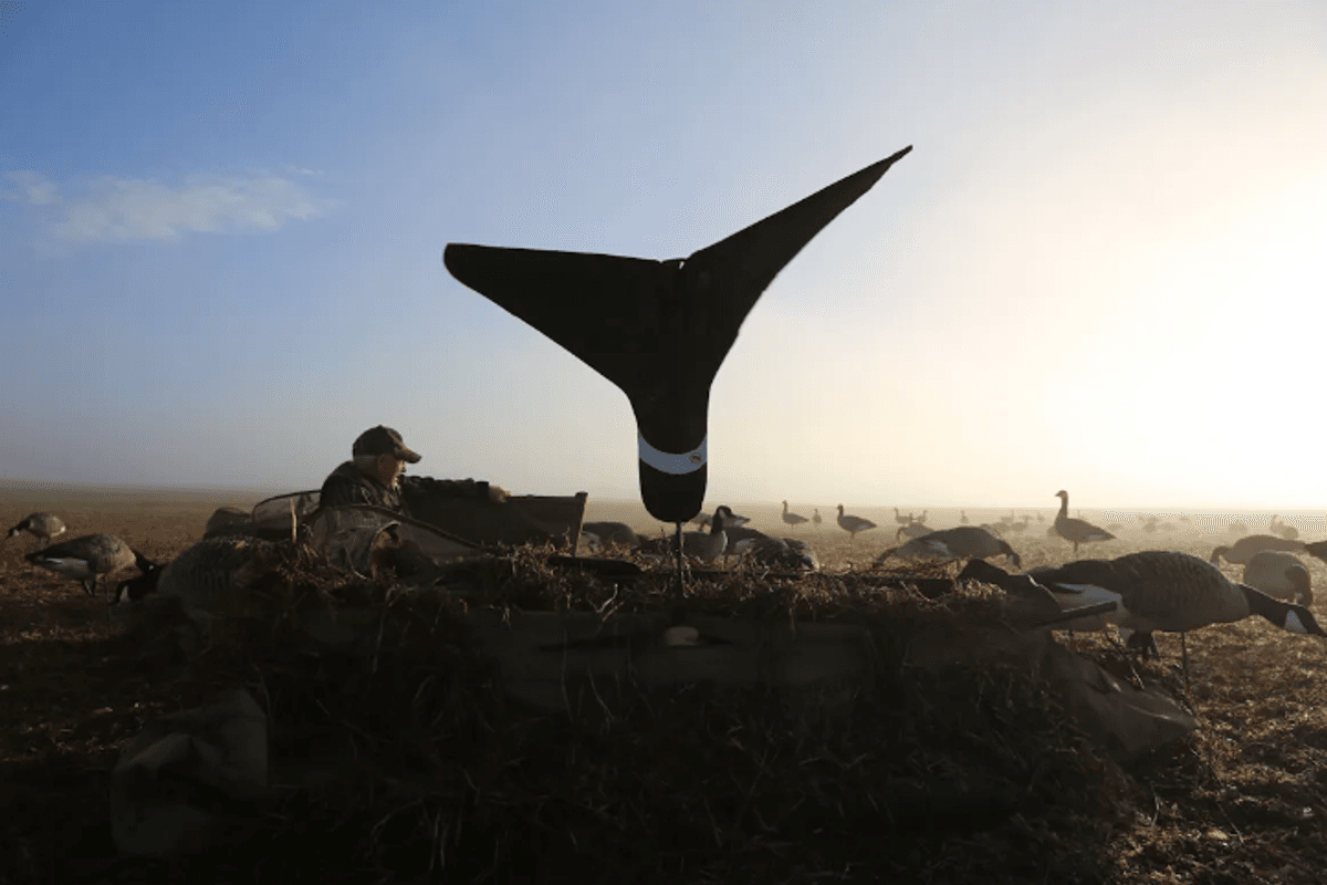 Hunting Waterfowl from a Layout Blind: Concealment for Canada Geese, Puddle Ducks, and Snow Geese