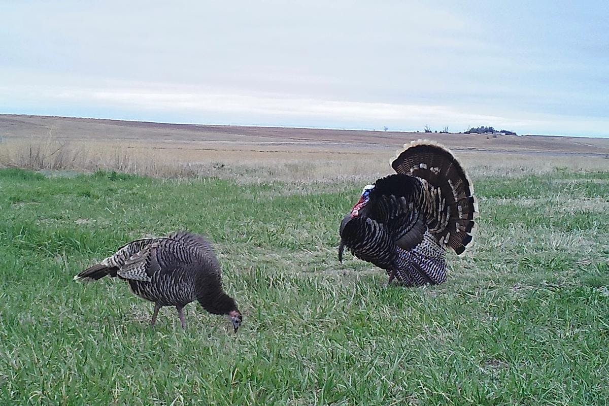 Turkey Hunt Nebraska Infinite Outdoors