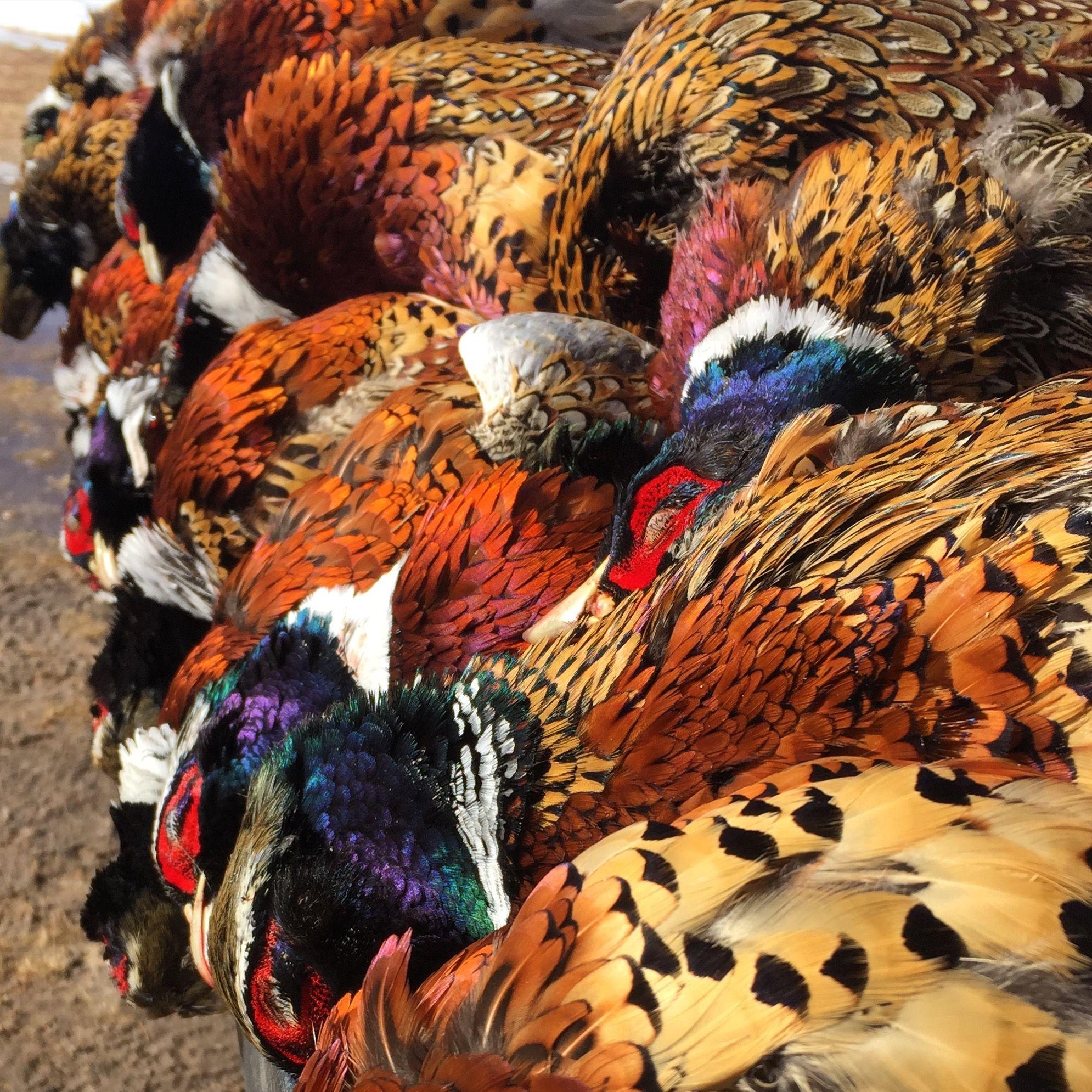 Tips for Colorado Pheasant Hunters - Colorado Outdoors Online