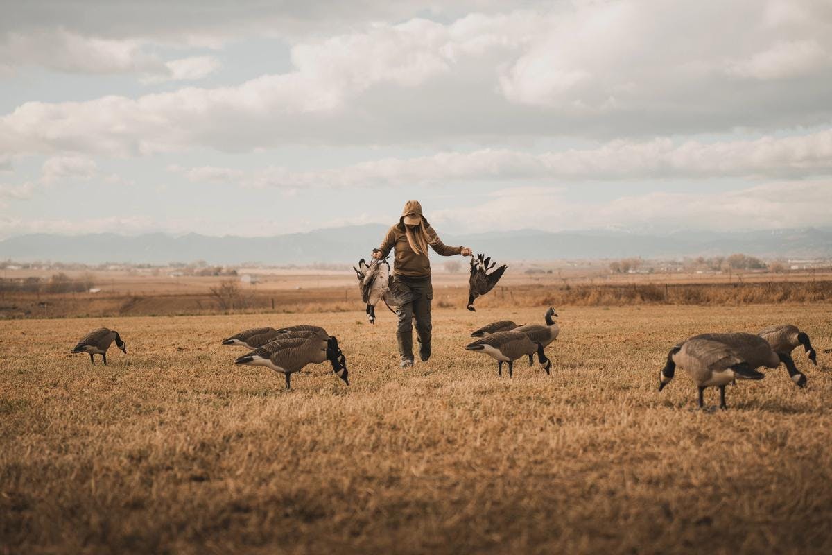 Duck Decoy and Goose Decoy Spreads: A Guide for Beginners and Advanced Hunters