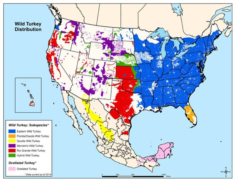 A map of the ranges of turkeys in the US. 