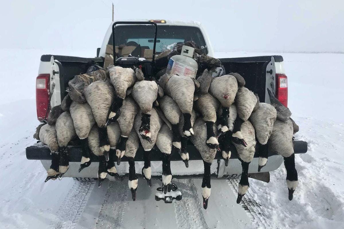 Goose Hunting the Front Range