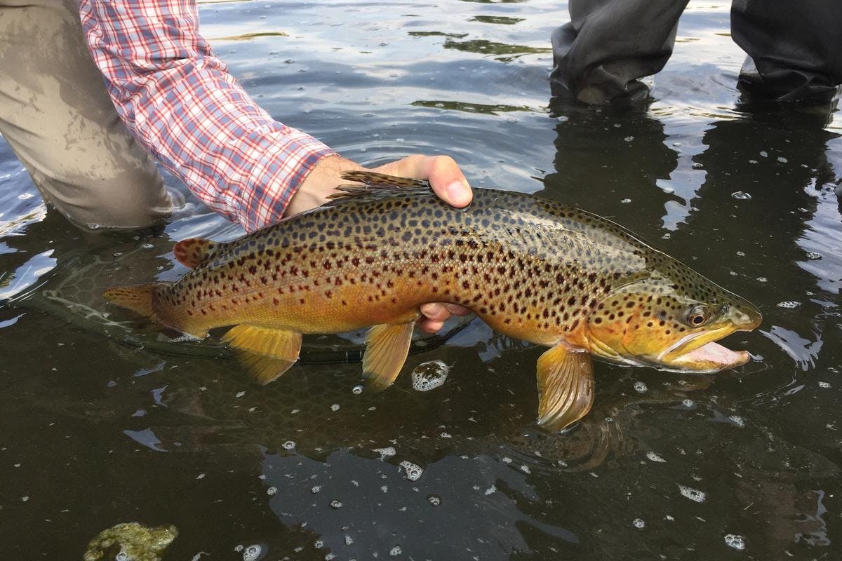Fly Fishing with Hoppers