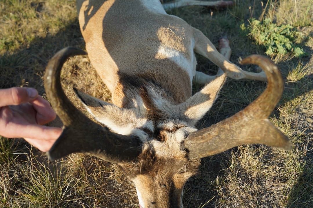 Field Judging Pronghorn: How to Score a Buck Before the Shot