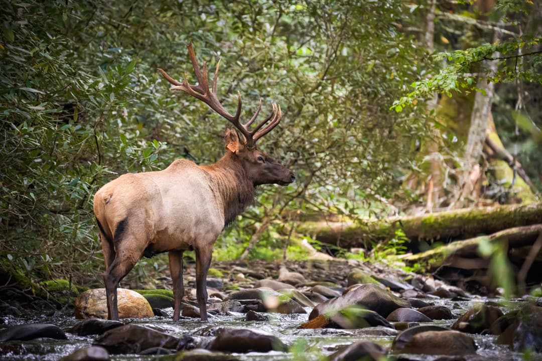 Colorado Elk Hunting: OTC Tags, Draw Units & Private Land Access