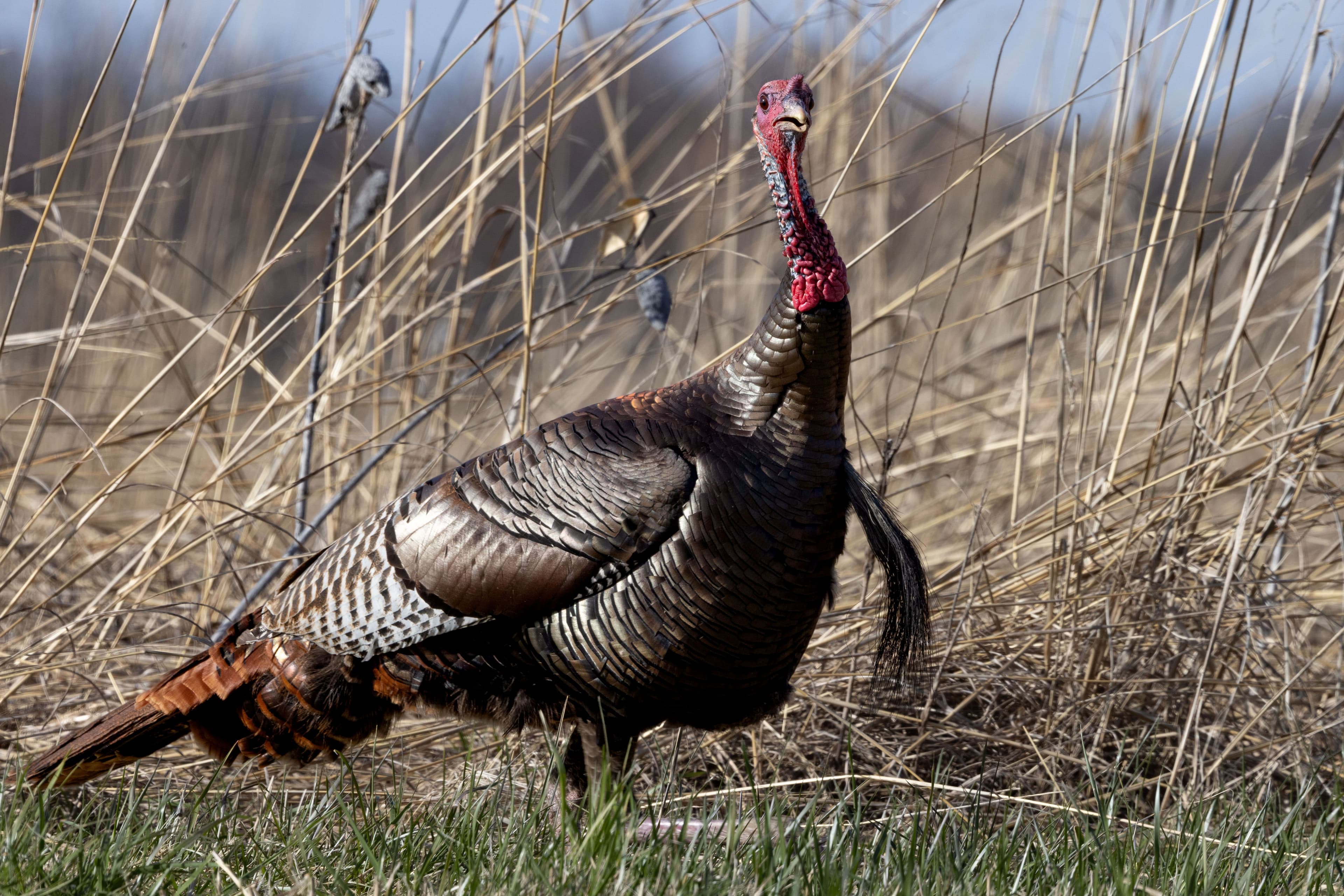 infiniteoutdoorsusa.com