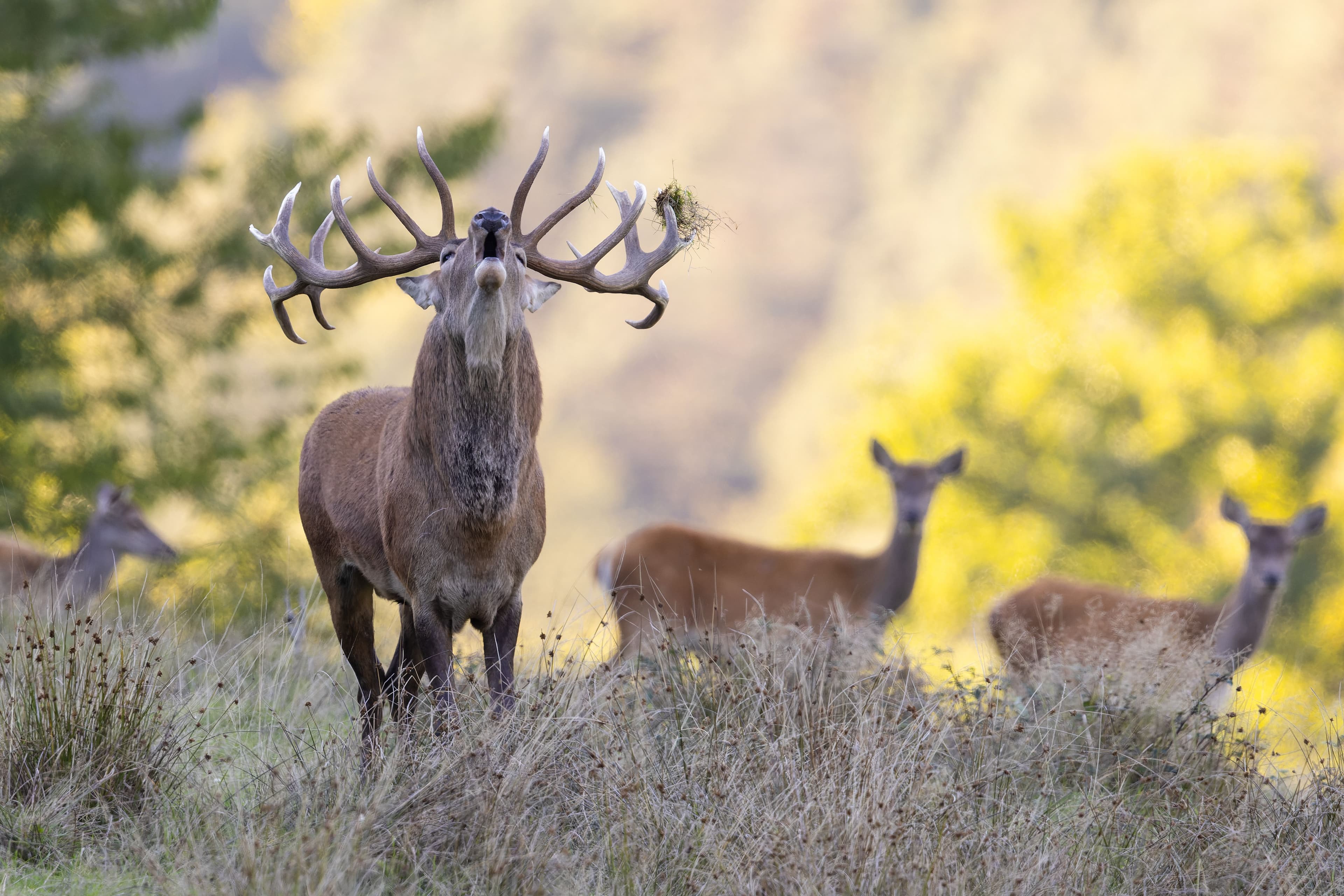 Browse elk hunting access at infiniteoutdoorsusa.com