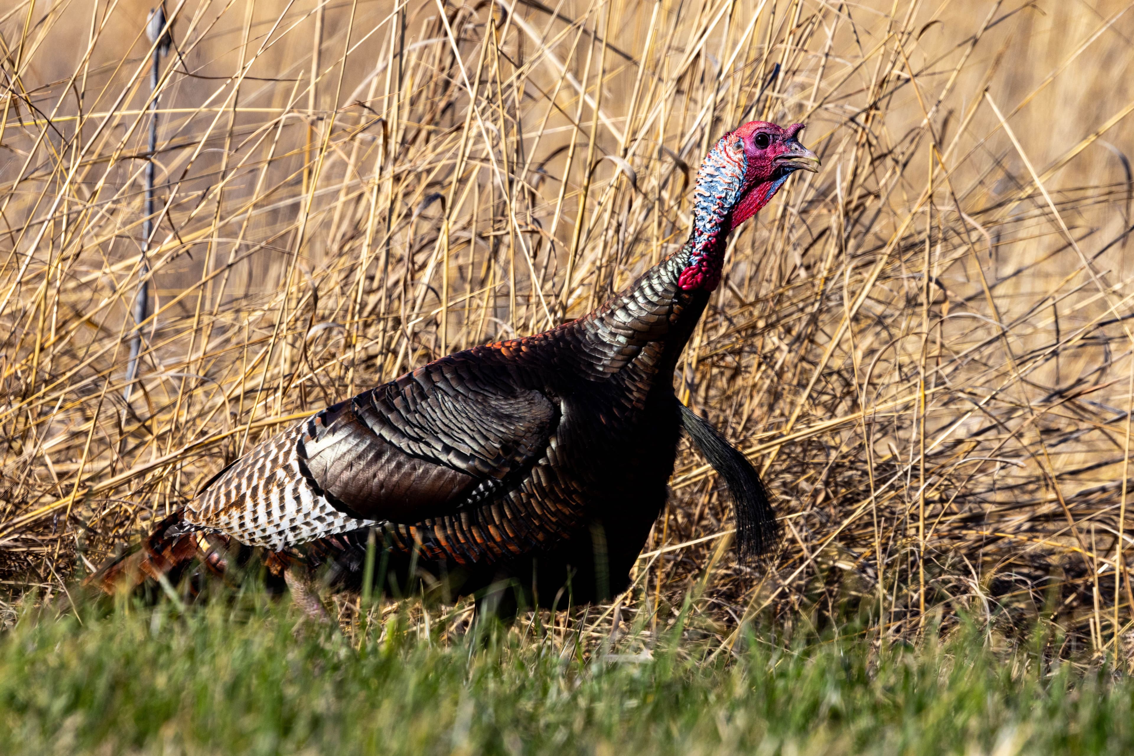 Tips for Colorado Turkey