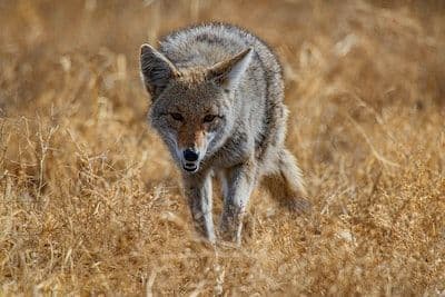 Coyote coming into calls.