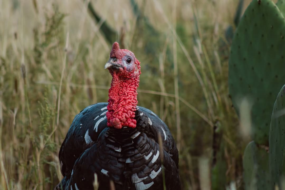 How to Hunt Pressured Turkeys: Tactics That Work When Birds Go Silent
