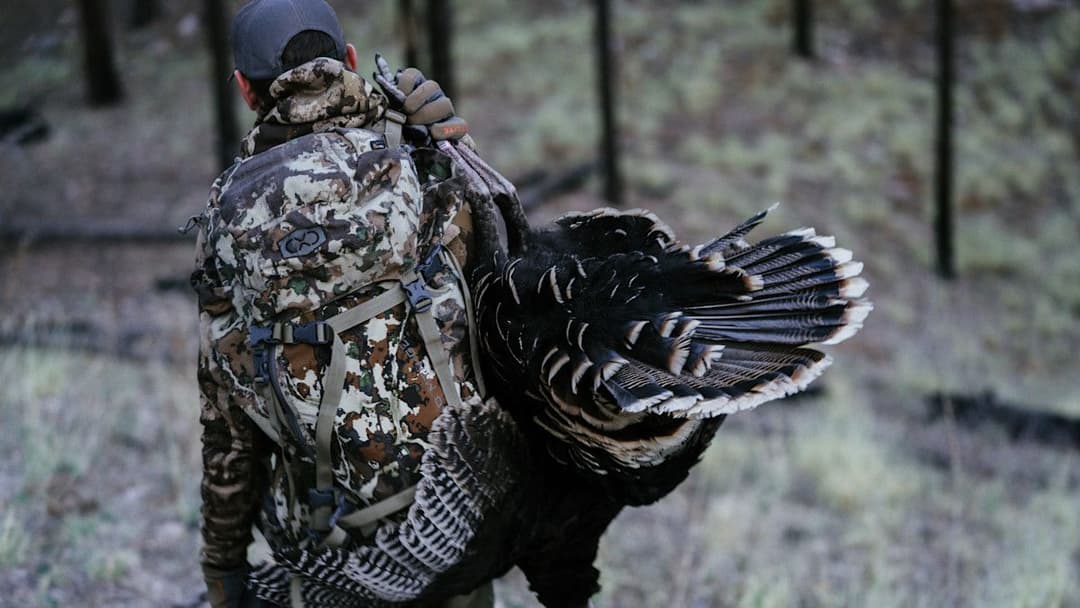 12 Gauge vs 20 Gauge for Turkey Hunting