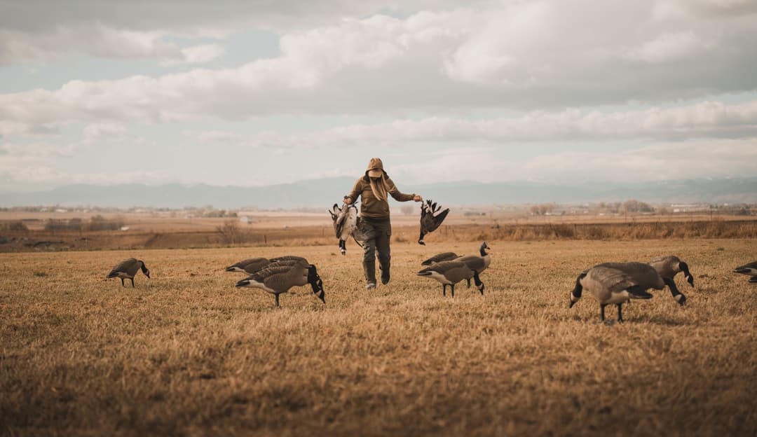 Duck Decoy and Goose Decoy Spreads: A Guide for Beginners and Advanced Hunters