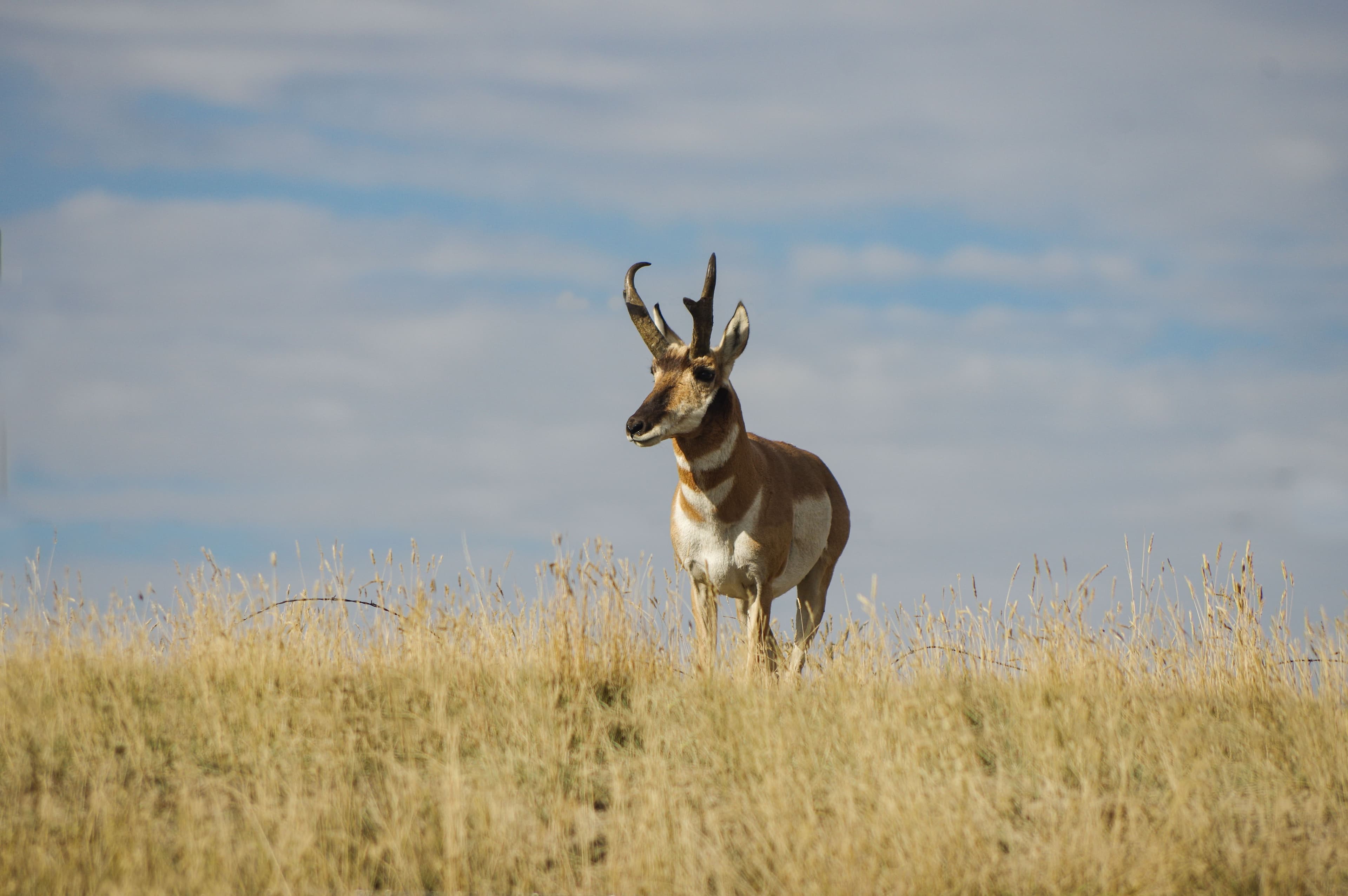 Mature pronghorn buck in a grass field.