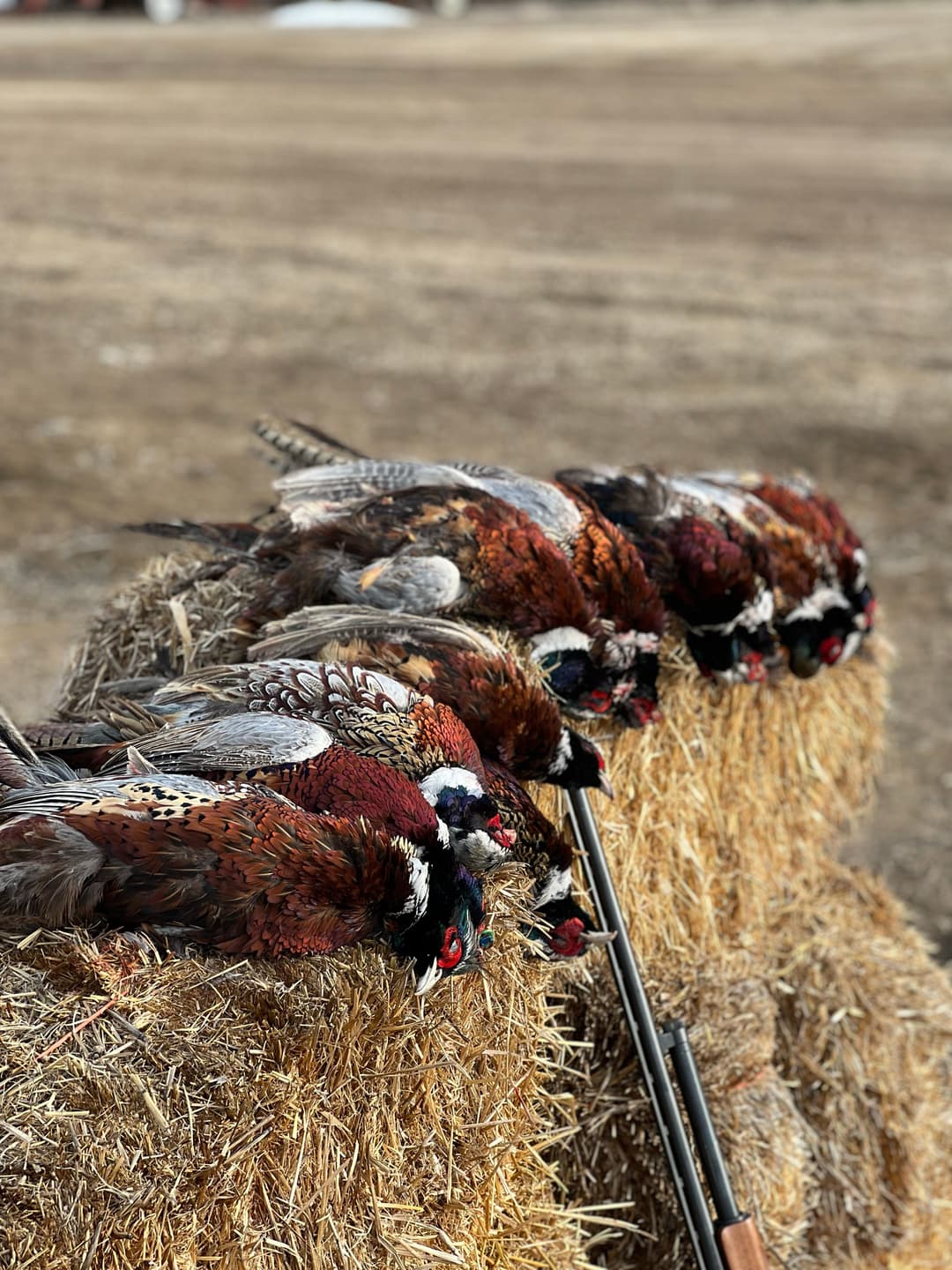 Pheasant Hunting Colorado: Where to Go, What to Expect & Private Land Access