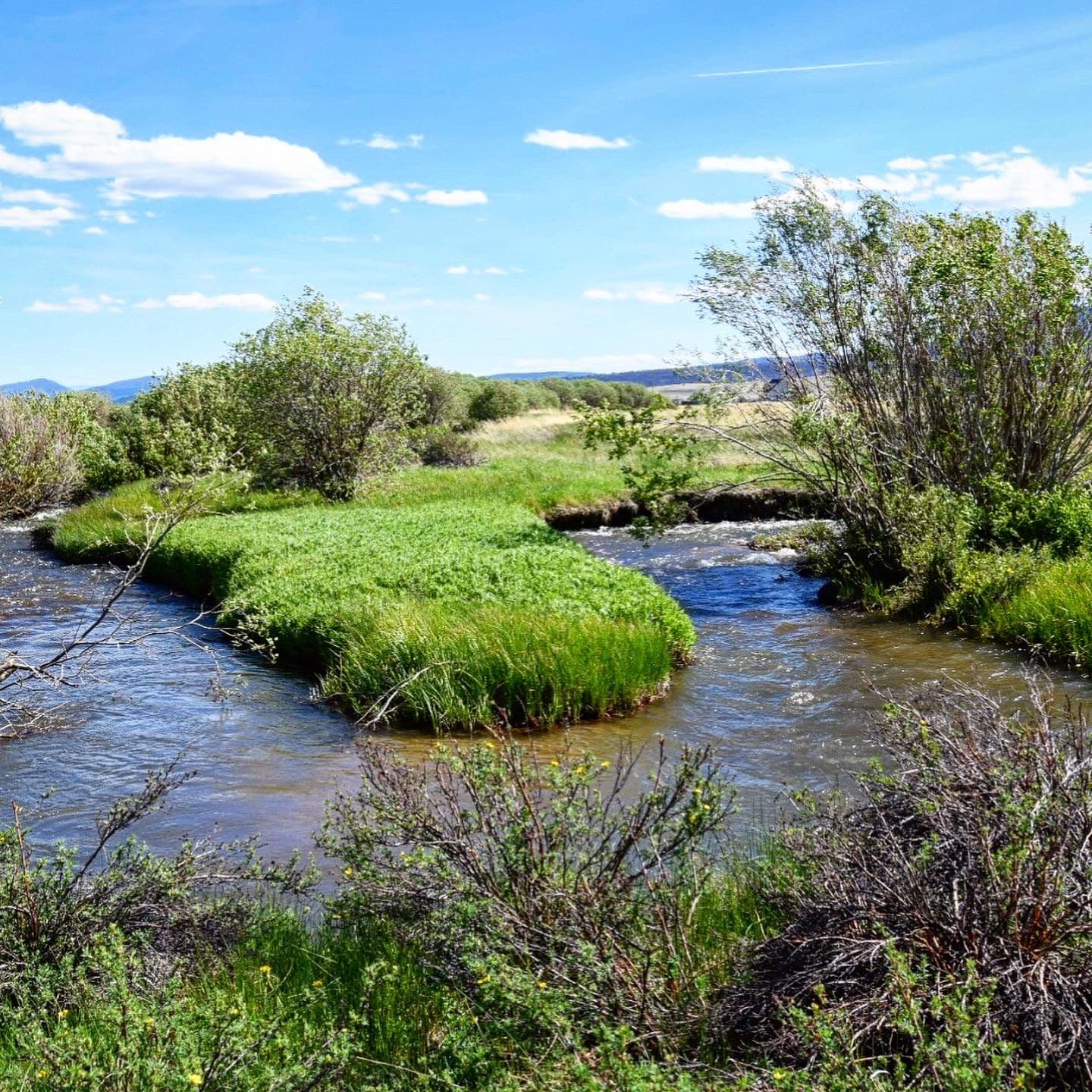 Look for fish tucked up against the bank and under vegetation waiting for grasshoppers to fall into the river.