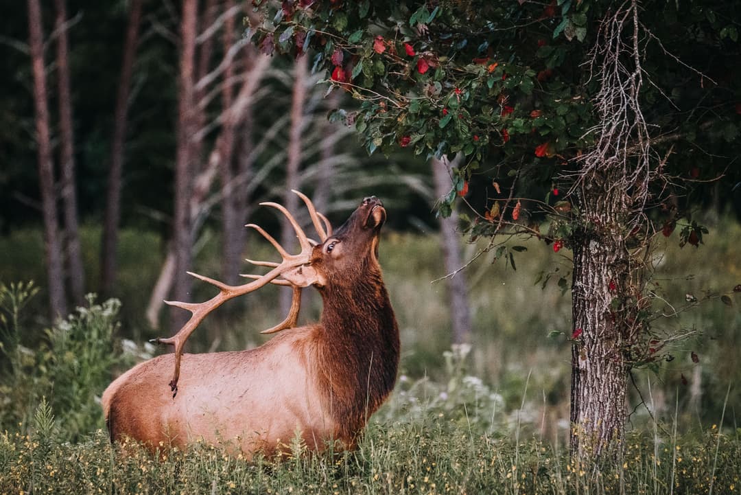 Elk Rut Tactics: How to Read the Bugle and Hunt the September Rut