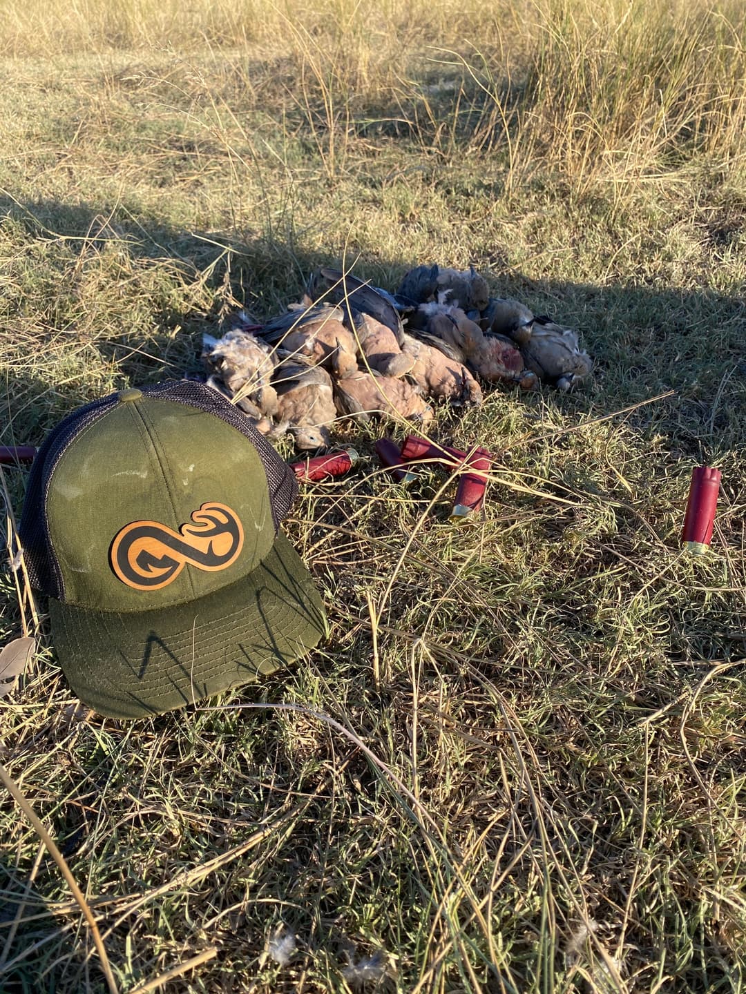 Dove Hunting Beginner Guide: Tips, Gear, and Tactics