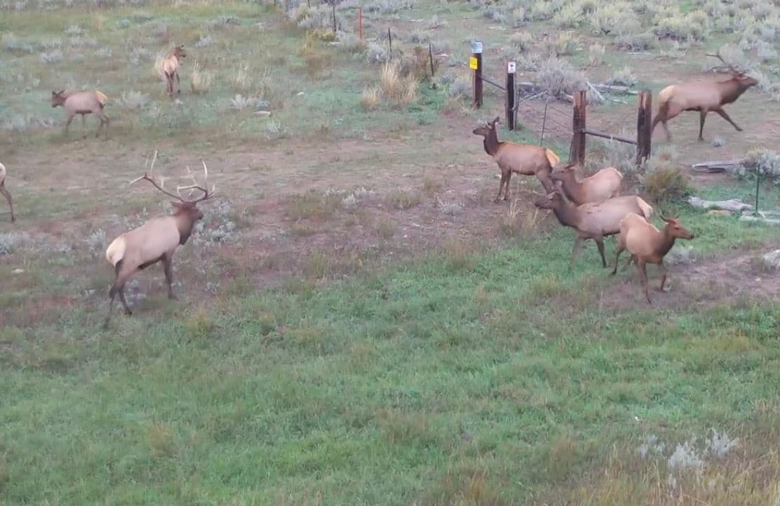 Wyoming Elk Regulations 2025